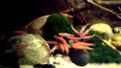 Video Notropis Chrosomus in Action von Florian Bandhauer (WJ1Jekb__fg)