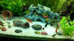 Video 13.02.2012 von baw (WP63FIkoflw)