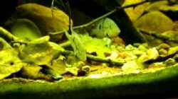 Video Thorichthys Meeki - Weibchen - Fütterung von Benjamin Hamann (Wmbm_quGCmk)