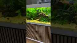 Video Aquarium 290x50x60 von Baron Zelle (XNvZJT2qOpQ)