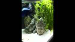 Video Räuberbecken von Jennifer Clee (XWClcdT4k2g)