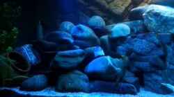 Video Mein Tank von FrankenWasser (XoFotgddQnQ)