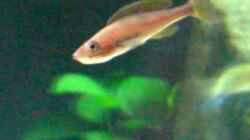 Video Cyprichromis leptosoma "blue flash" von Andi*Sehlde (Y-HBEm_mLII)