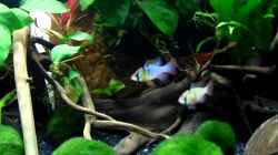 Video Microgeophagus ramirezi von shiru_k10 (YMjeOvRhO2o)