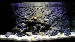 Video Malawi Mbuna 330l von Max V. (YVAqcMffXhU)