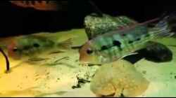 Video altum biotop Aquarium von Der Fischer (YXLbCogQp6Y)