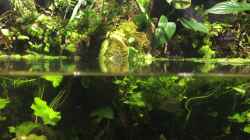 Video Beilbäuche von Botia (YdgHZqEkLO8)