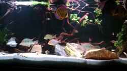 Video Südamerika Aquarium von Markus Pirklbauer (YywuIRhwFzw)