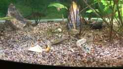 Video Melanotaenia mamahnsis - Balz am Abend von Helga Kury (Z6WUaYNd4WY)