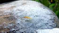 Video Mini-Leleupi  von axolotl (ZWubUJ3_kjQ)