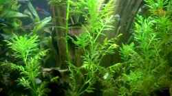 Video MULTIKULTI von Bazzi (ZxUcsOg9LnU)