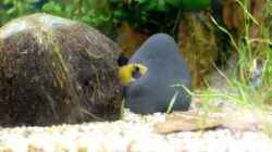 Video Balz A. nijenssi von Acki50 (_MA3sgZyG_0)