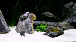 Video Trophochromis Becken von Elsiman (a4Qm3nT9tBM)