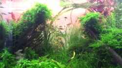 Video Perlhuhnparty von Martin Lange (aGvtN_c_pMk)