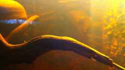 Video amazonas-blackwater von matthiasm (abIvVBhHNT0)