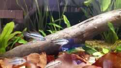 Video Apistogramma trifasciata  von Fichte (afvF9OdDJ_8)