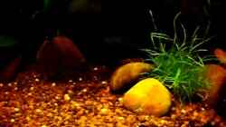 Video little dark african 2 von die Perle... (aggnJIK_vbg)