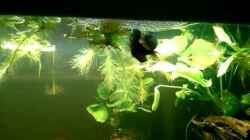 Video Macropodus opercularis Paarung von FleXx0 (ajikp04eYgo)