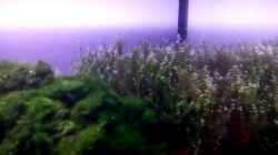 Video Photosynthese im grünen Riff  von Garnelenfreak (ar1nJMdicrQ)