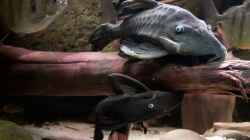 Video Panaque cochliodon suttoni von Agua viva (b8t5TwFweUk)