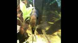 Video Scalar kuss von Red Belly (bJCJyPnT2Ao)