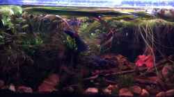 Video Channa Bleheri von Harald Kästner (bZ2H_c8h-_s)