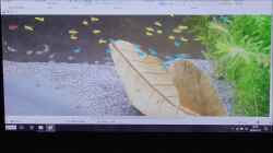 Video Mikrogeophagus Ramirezi - Electric Blue ; Babys zählen von coachdriver_uwe (bucTCr6GLhA)