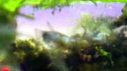 Video tercera conca von lomarraco (cpZ5eOMCKwA)