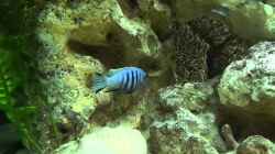 Video Schöner Fisch! von Aspel82 (dAw950FkvoA)