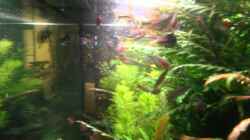 Video Puntius Denisonii - Fütterung von Olle696 (dJ1ZkKP5-MY)