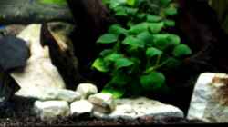 Video 160 Liter von Stony (drebhMxjd1I)