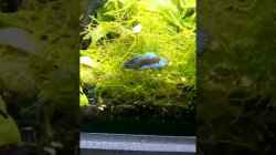 Video Bös von Bartey (e77ey-4ZLSc)