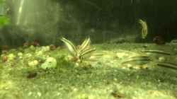 Video Pelvicachromis sacrimontis RED Jungfische von Helga Kury (eAO34M0A5yk)