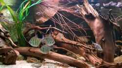 Video South American biotope aquarium von Agua viva (eBCu0VHM1n0)