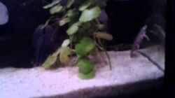 Video Zwergkrallenfrösche von Snow-white89 (eFRQYrYGIec)