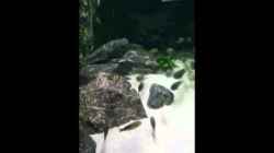 Video Tauchgang part 1 von Elsiman (eFRYiz1H0yo)