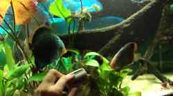 Video Diskus aggressiv von Laura (eJ0L-JYy-To)