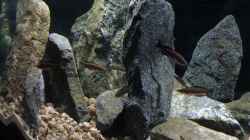 Video Cyprichromis im Steinwald  von Monaco (eiE2fdqQ-u0)