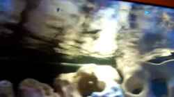 Video First Malawi von Crashdragon (eprxUXjaZ0o)