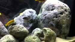 Video Malawi Becken von Hörnchen (f-4HFMEOtN4)