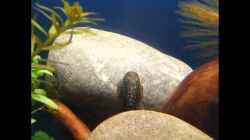 Video  von bergfrau (fataUf75YOA)