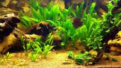 Video Rotkopfsalmler von matthiasm (fbkLyyS0Wbc)