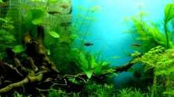 Video Balzen und Revierverteidigung von axolotl (fcSKFTM7Zqw)