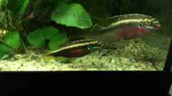 Video Pelvicachromis sacrimontis RED Family von Helga Kury (fdrNi3g-7OU)