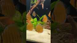 Video Diskus Cuipeua F1 von Metaphor (goZl47oK7Us)