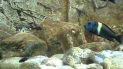 Video Tropheus Duboisi Maswa - Jungtiere von Maclya (h0pN6m9XOIw)