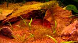 Video Aquarium von Die Juli (hCpmfHN3YdE)