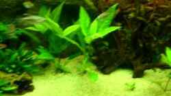 Video Aquarium Rio 400 "jeder fängt mal klein an" von FranklinXQ (hYU0eAbAeNA)