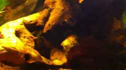 Video Fütterung Corydoras Sterbai von matthiasm (hbYcyCmgzn8)