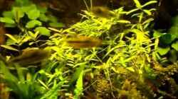 Video Salmler jagd Salmler von FrankenTho (heODWgDcpxo)